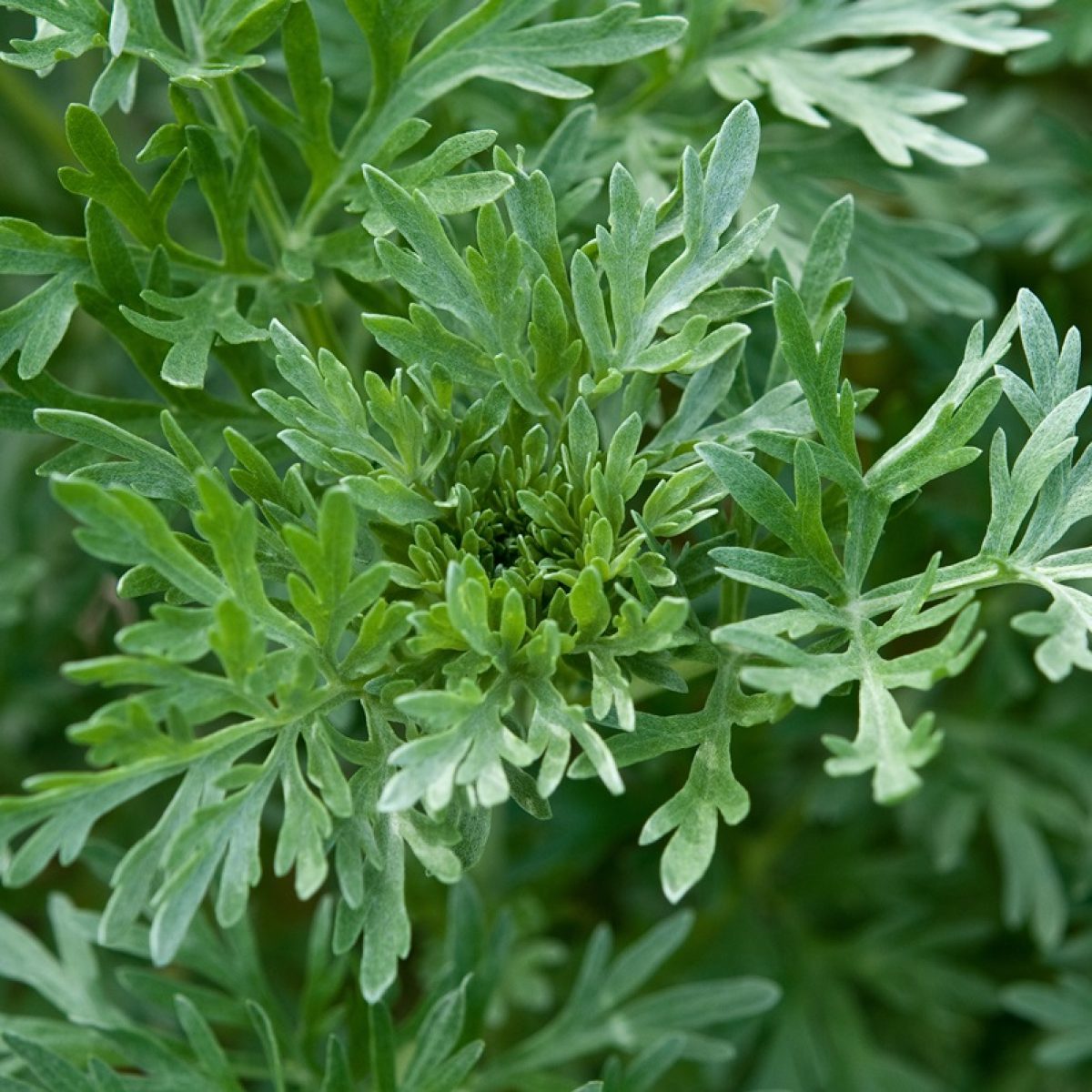 artemisia artemisia